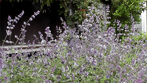 Warren Cottage