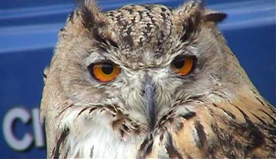 A visitor from the Sussex Falconry Display Team 