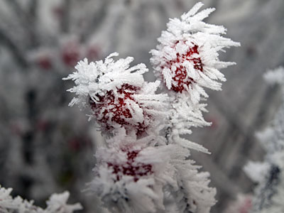 Hoar Frost