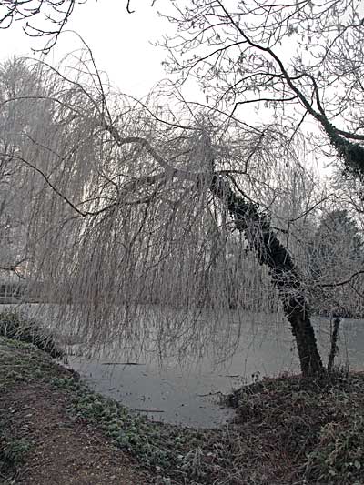 Hoar Frost