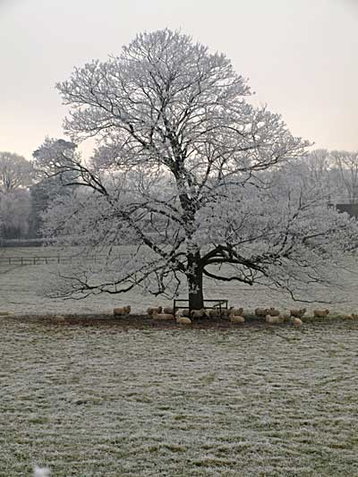 Hoar Frost