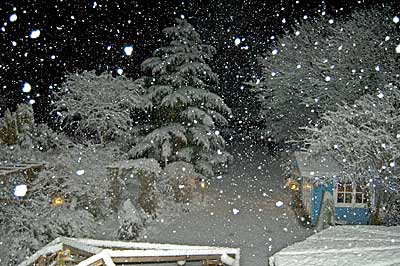 Back garden
