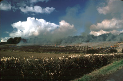Stubble burning, Lower Froyle, 1977 