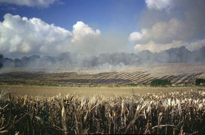 Stubble burning, Lower Froyle, 1977 