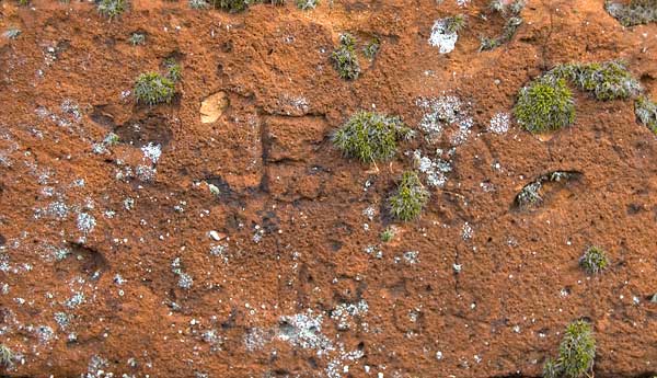 Hodges wall closeup