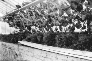 The melon house at Froyle Place