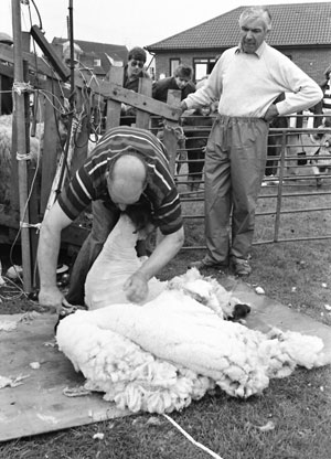 Sheep