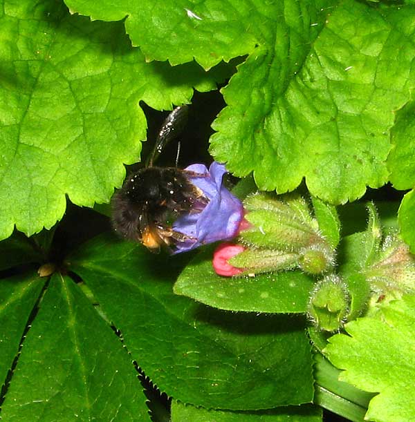  Bombylius major Bee Fly