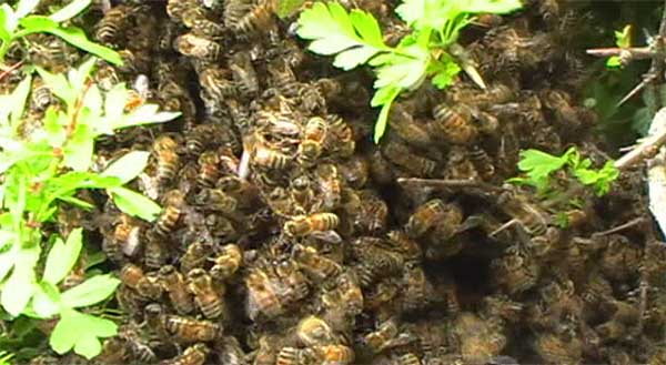 The bees
